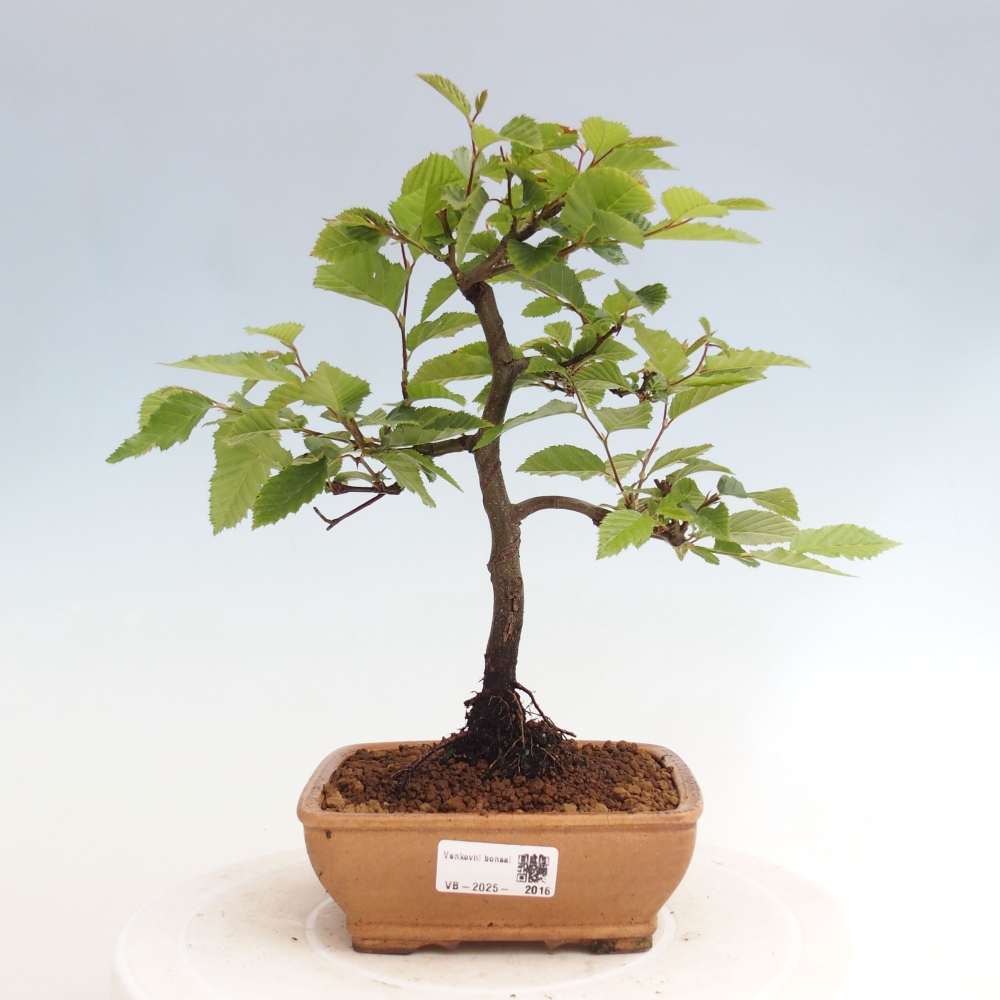 Outdoor bonsai - Hornbeam - Carpinus betulus