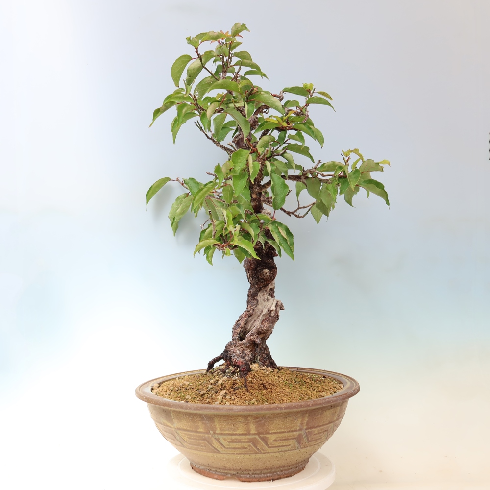 Outdoor Bonsai - Japanese Apricot - Prunus Mume
