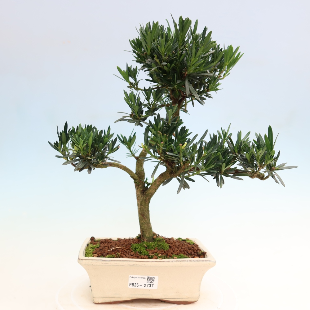 Room bonsai - Podocarpus - Stone Yew