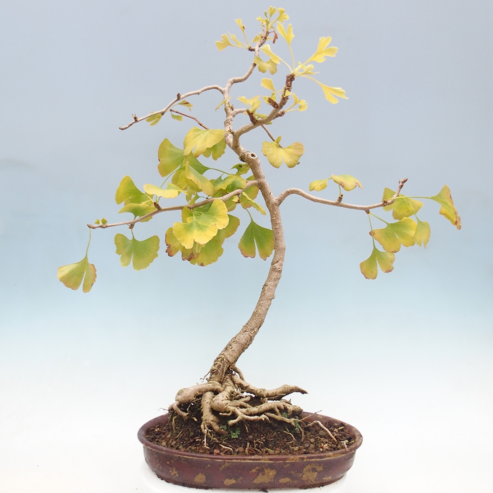 Outdoor bonsai - Ginkgo biloba
