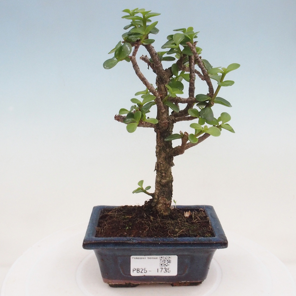 Indoor bonsai - Portulakaria Afra - Tlustice