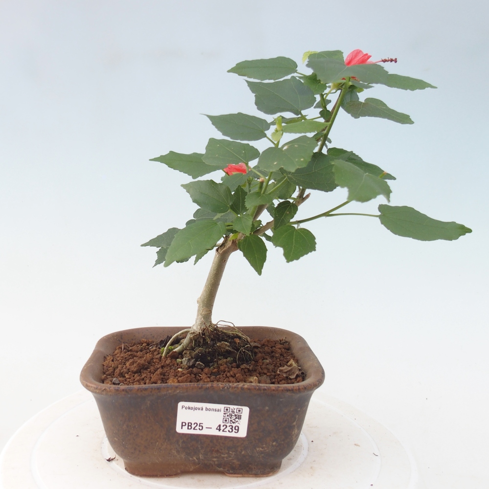 Indoor bonsai - Malvaviscus arboreus