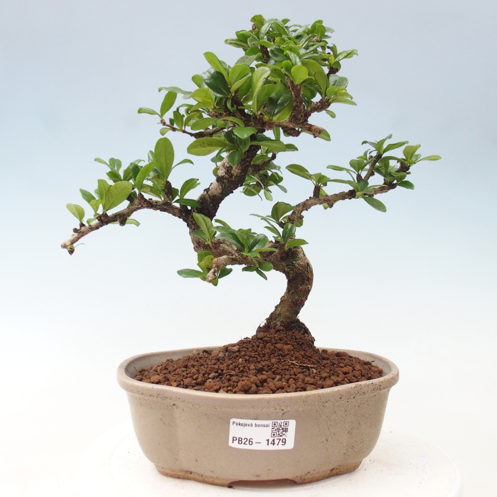 Room bonsai - Carmona macrophylla - Tea fuki