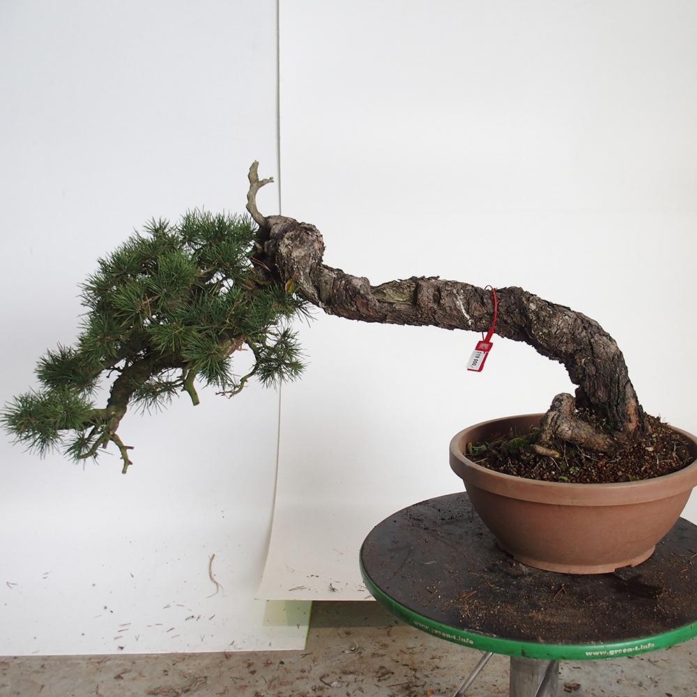 Yamadori - Pinus sylvestris Spain