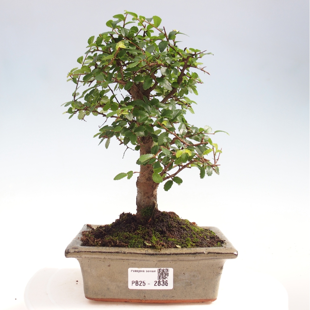 Indoor bonsai - Ulmus parvifolia - Small-leaved elm