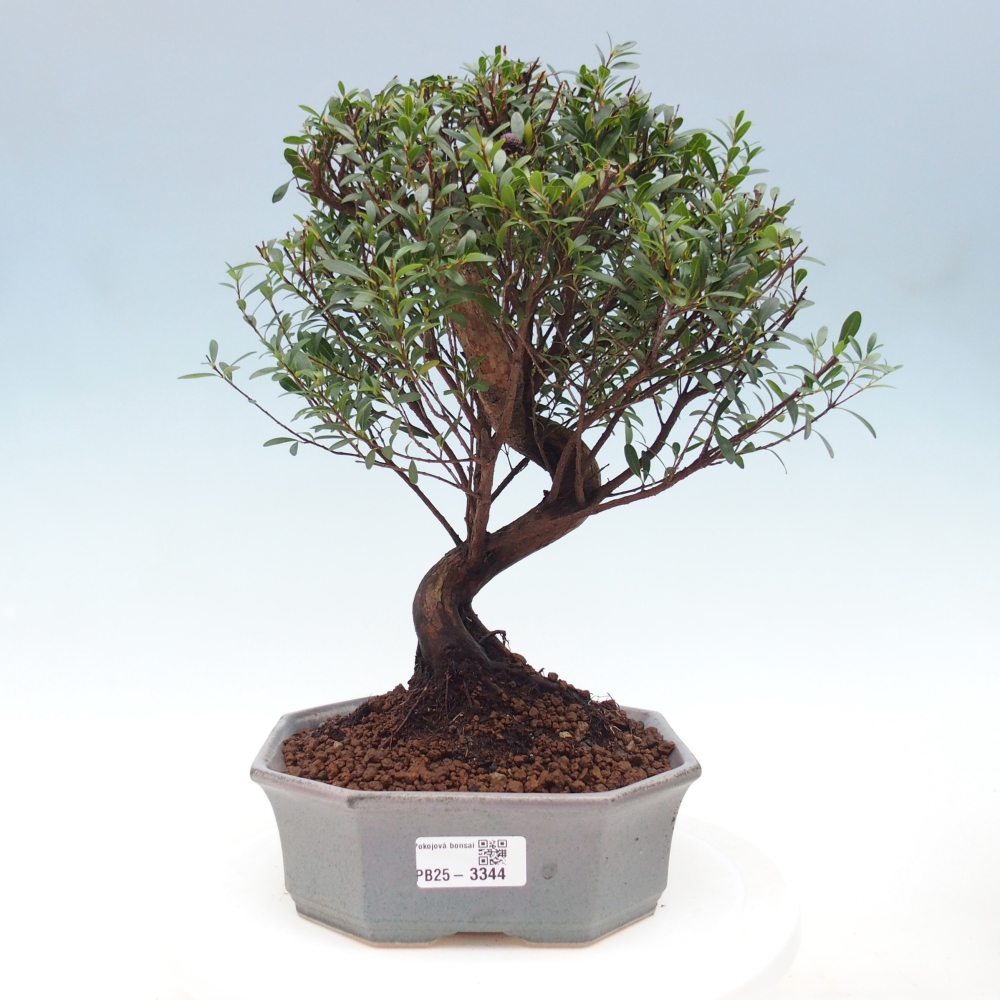 Room bonsai - Syzygium - Pimento