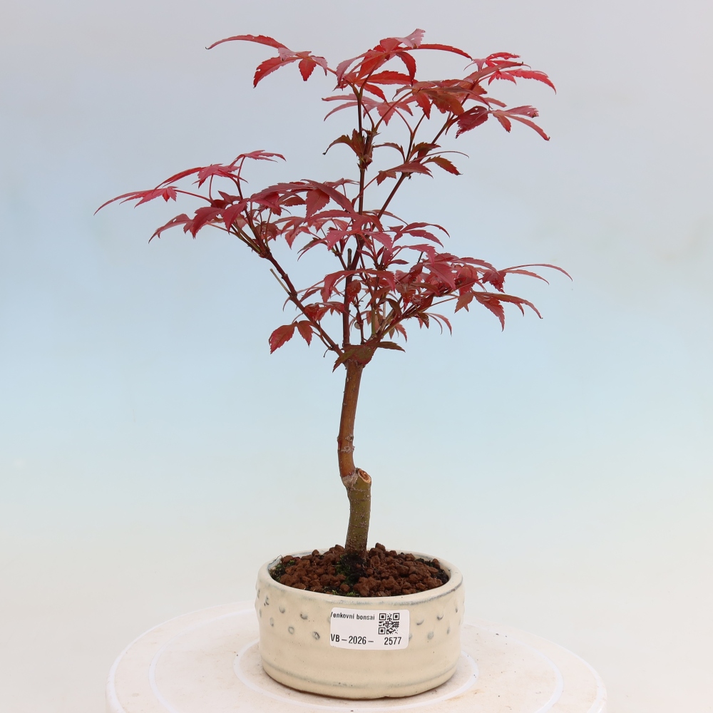 Outdoor bonsai - Acer palm. Atropurpureum-Javor palmate