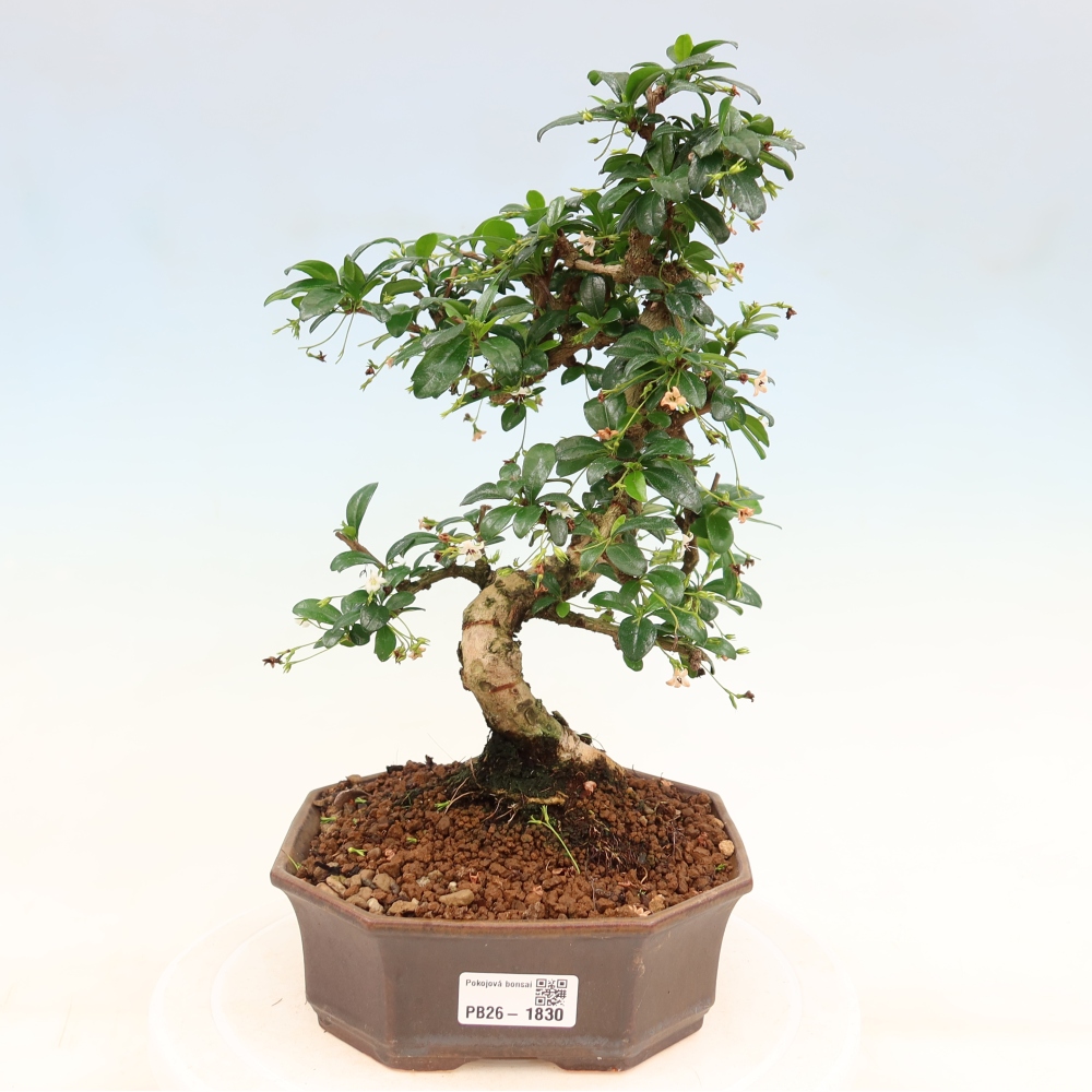 Room bonsai - Carmona macrophylla - Tea fuki