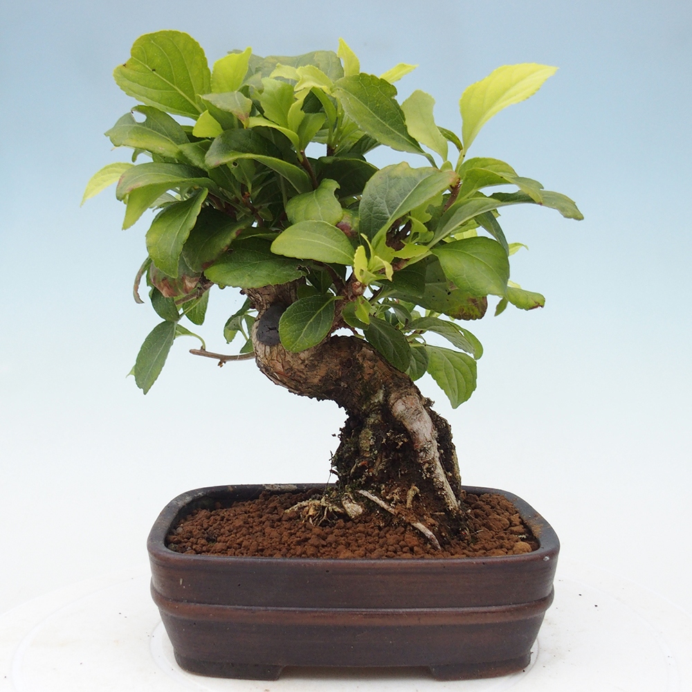 Outdoor bonsai - Celastrus Jesenec