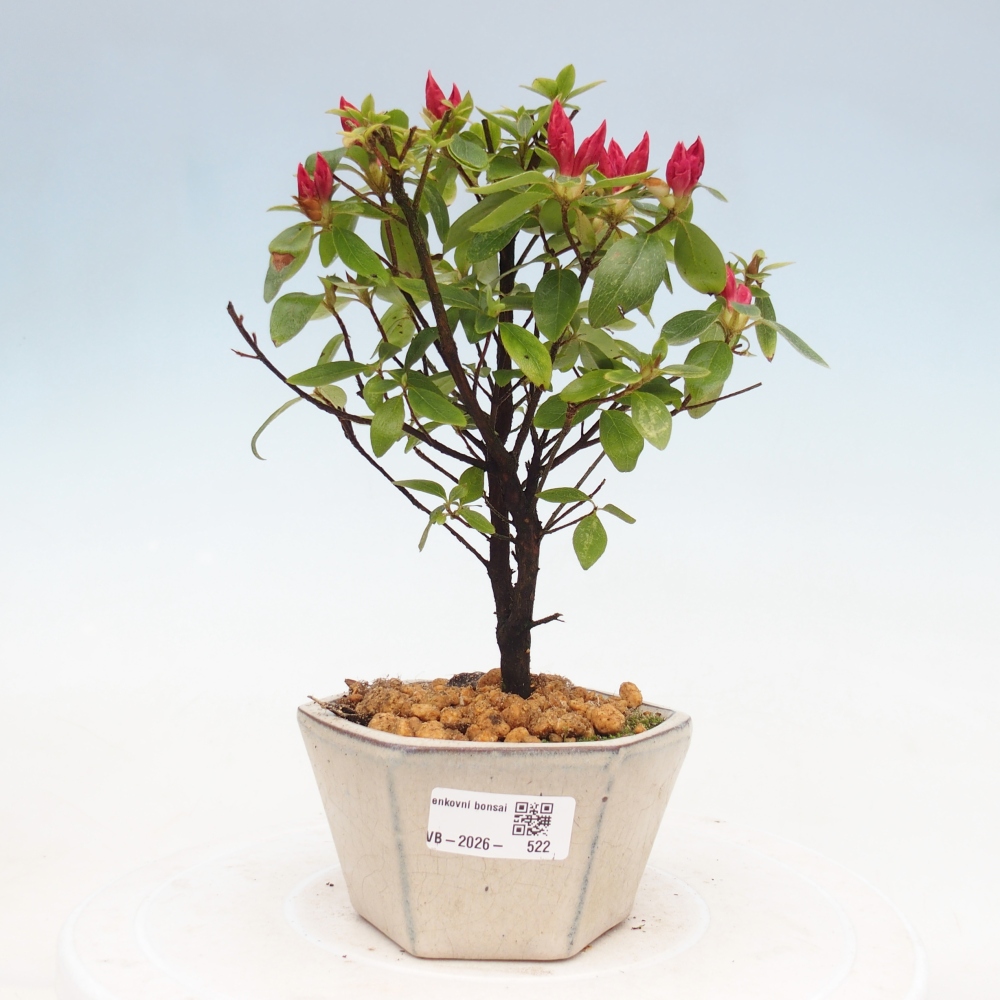 Outdoor bonsai - Japanese azalea - Azalea sp.