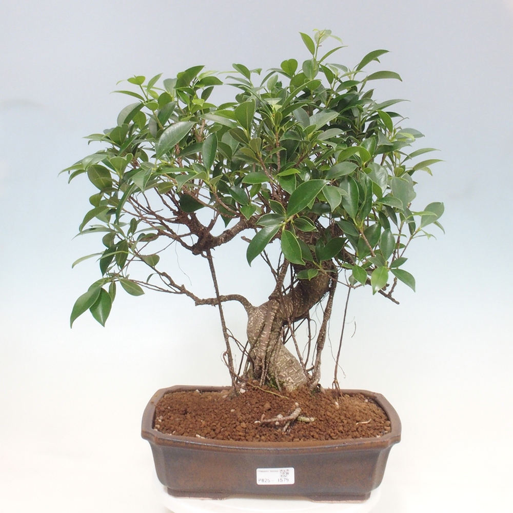 Indoor bonsai - Ficus kimmen - small-leaved ficus