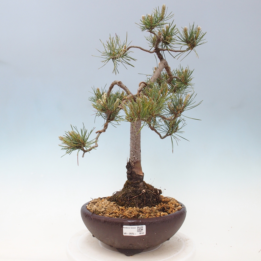 Outdoor bonsai - Pinus Sylvestris - Scots pine