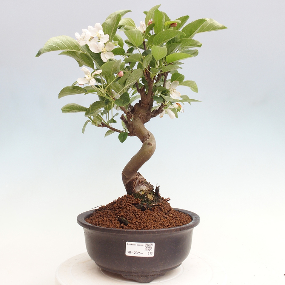 Outdoor bonsai - Malus halliana - Small-fruited apple tree