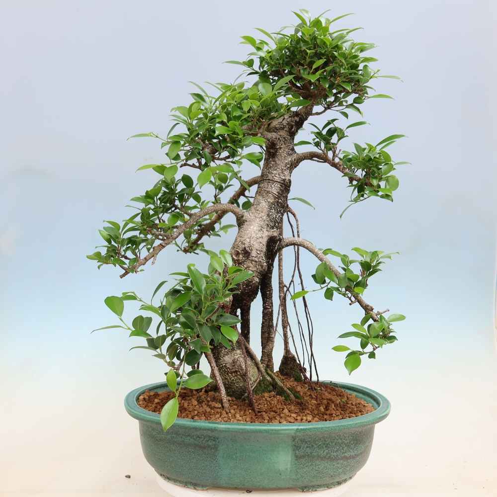 Room bonsai - Ficus kimmen - small-leaved ficus