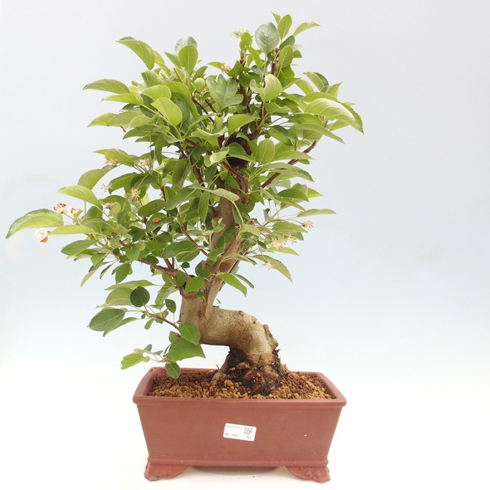 Outdoor bonsai - Malus halliana - Small-fruited apple tree