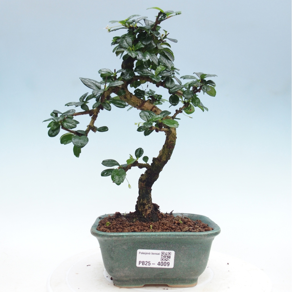Room bonsai - Carmona macrophylla - Tea fuki
