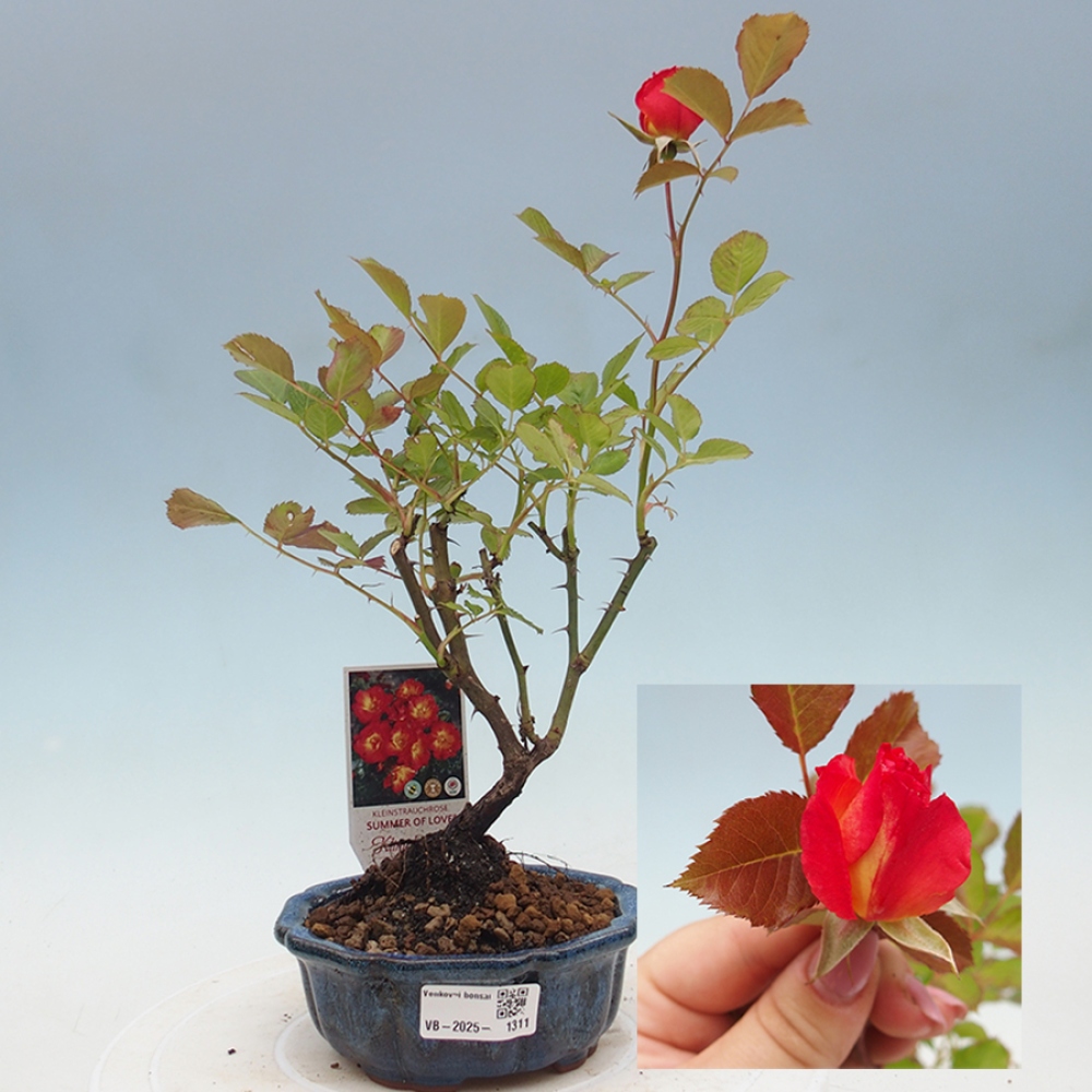Outdoor bonsai - Rosa Kordes -  rose