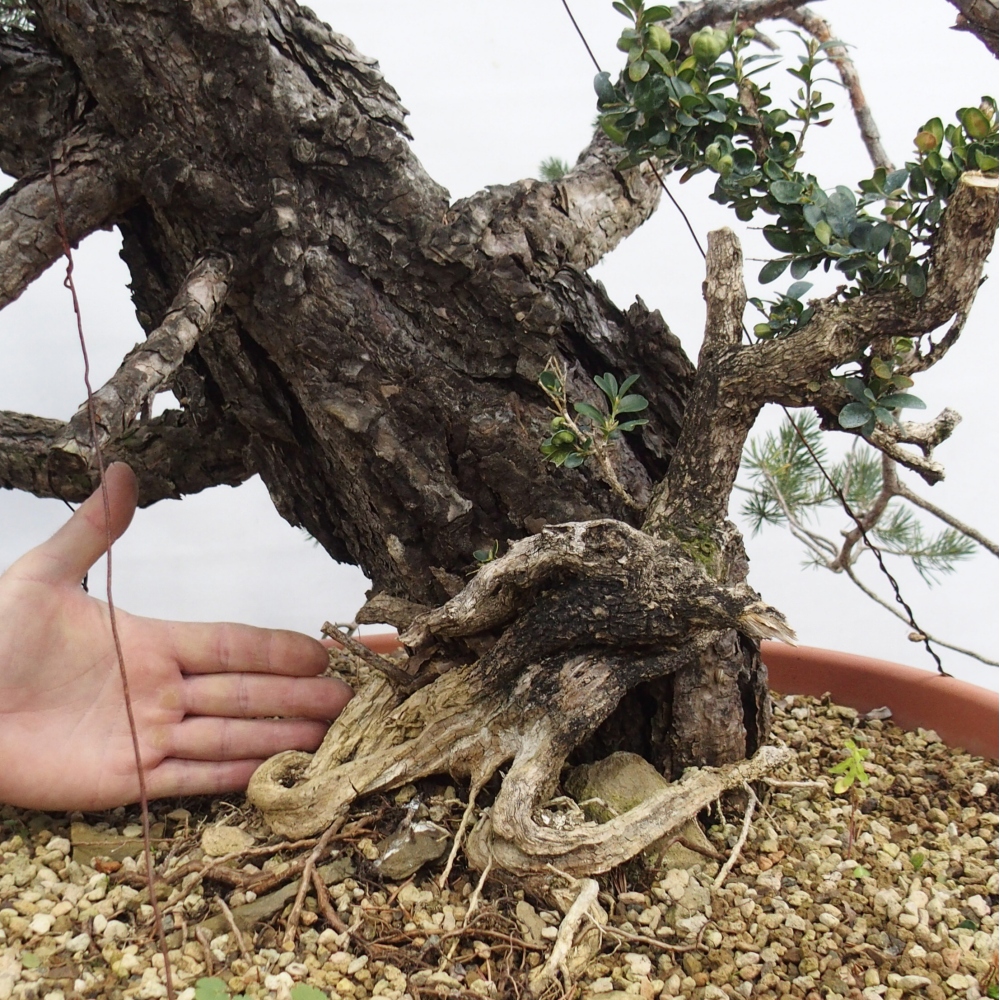 Yamadori - Pinus sylvestris Spain