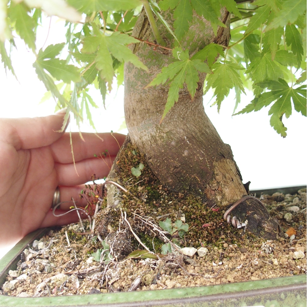 Outdoor bonsai - Acer palmatum - pallet preparation ONLY