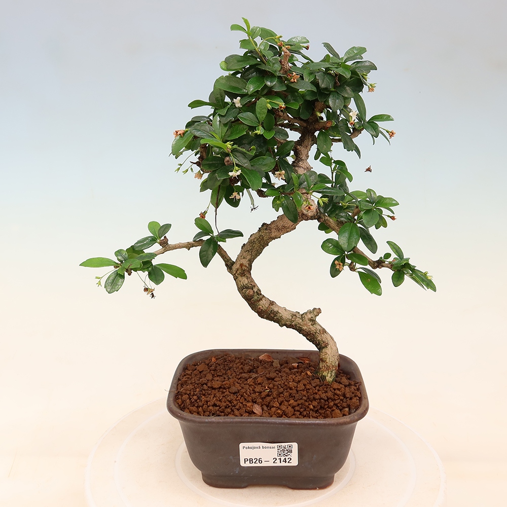 Room bonsai - Carmona macrophylla - Tea fuki