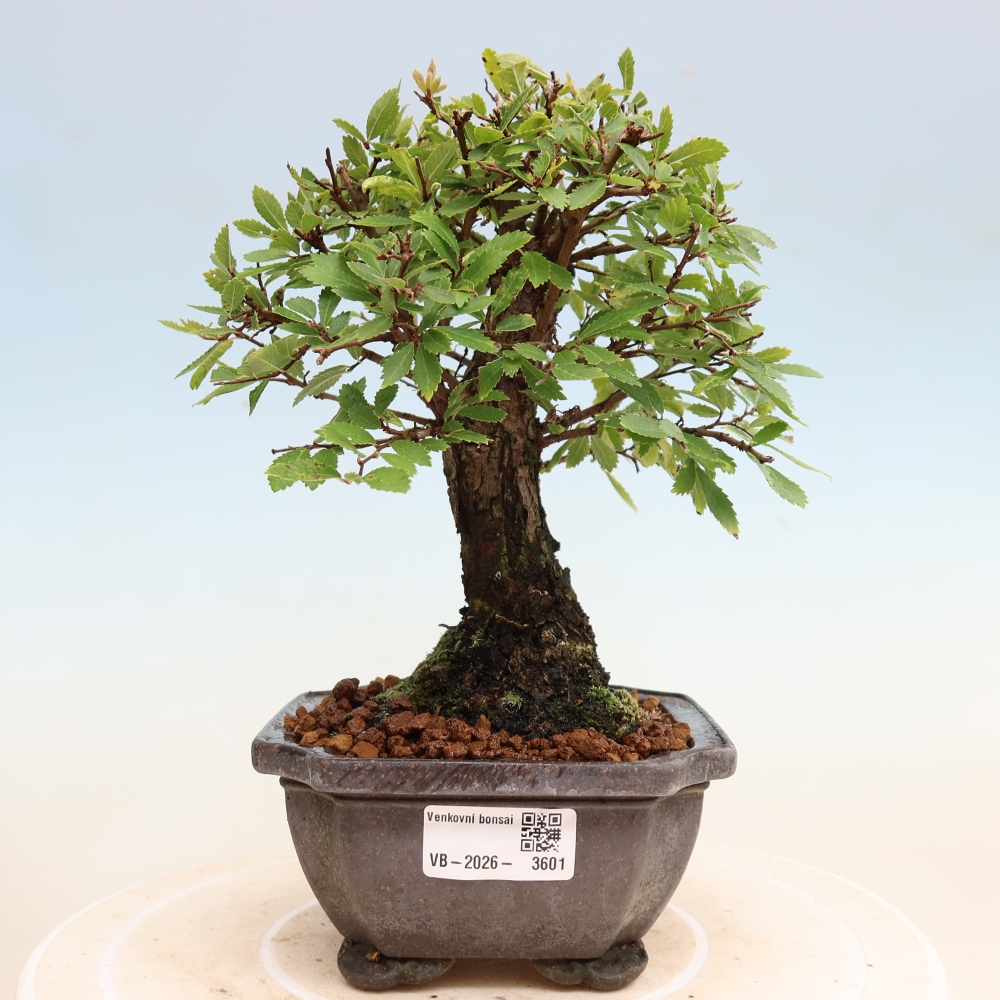 Outdoor bonsai - Zelkova - Zelkova NIRE