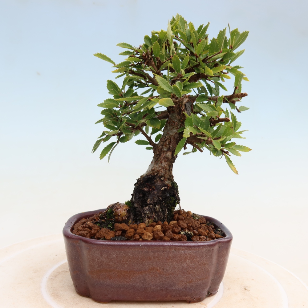 Outdoor bonsai - Zelkova - Zelkova NIRE