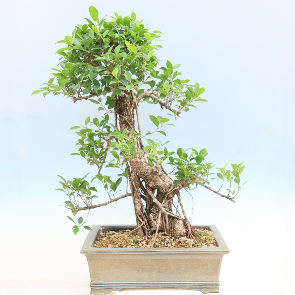 Room bonsai - Ficus kimmen - small-leaved ficus