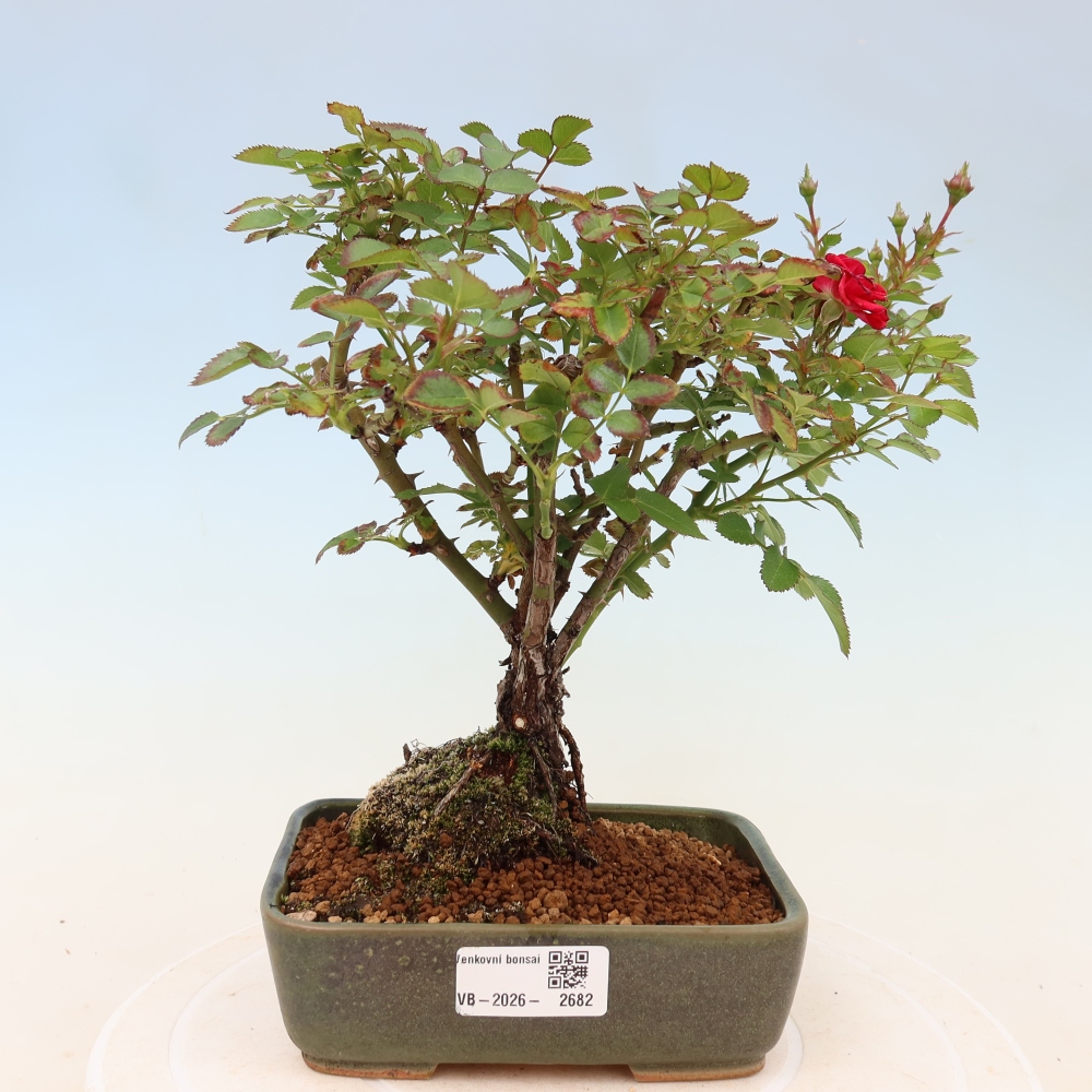 Outdoor Bonsai - Rosa Kordes - Rose