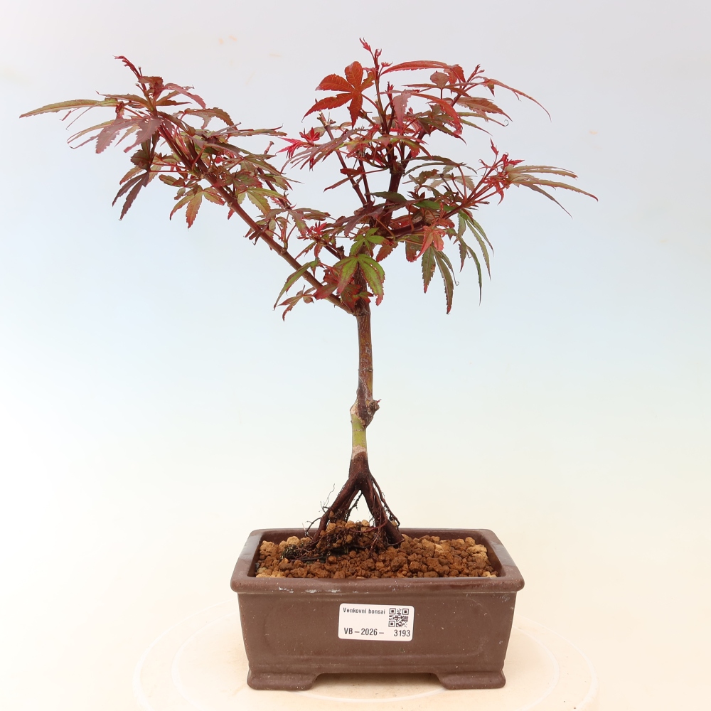 Outdoor Bonsai - Japanese Maple - Acer palmatum 'Berry Broom' 