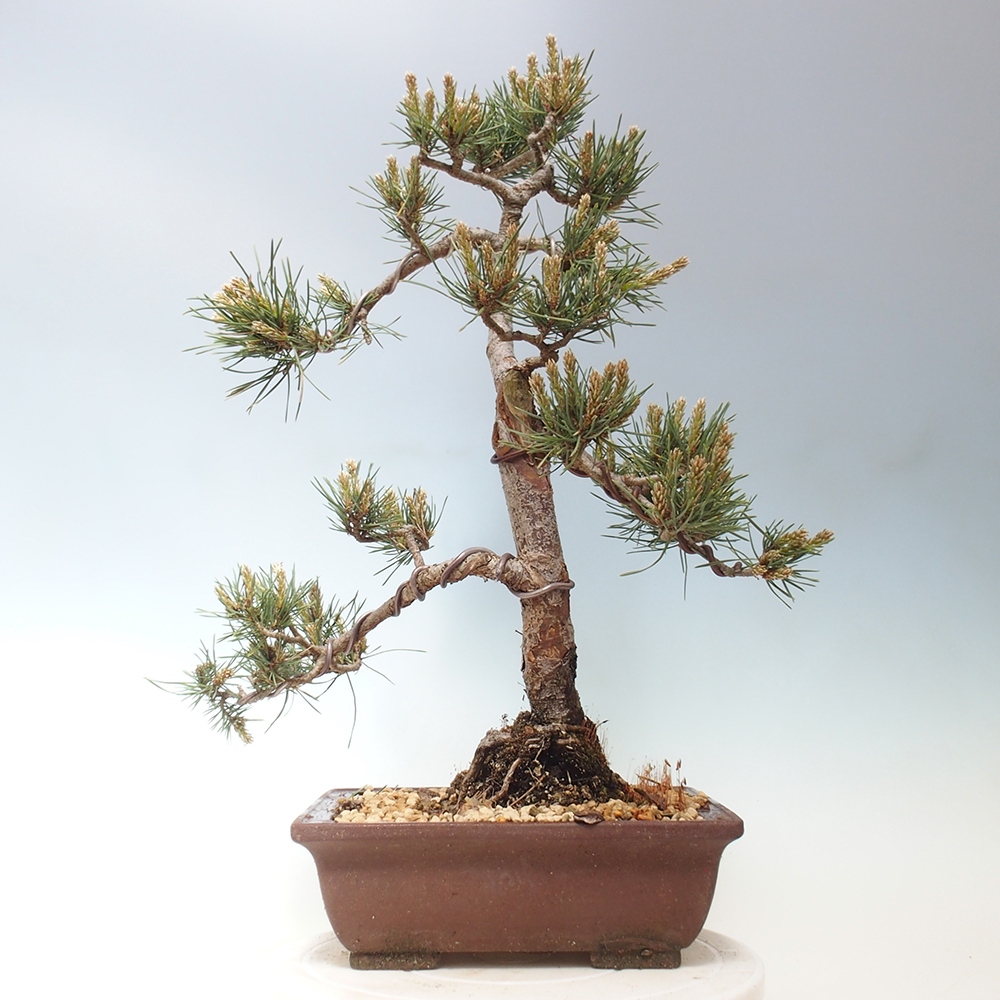 Outdoor bonsai - Pinus Sylvestris - Scots pine