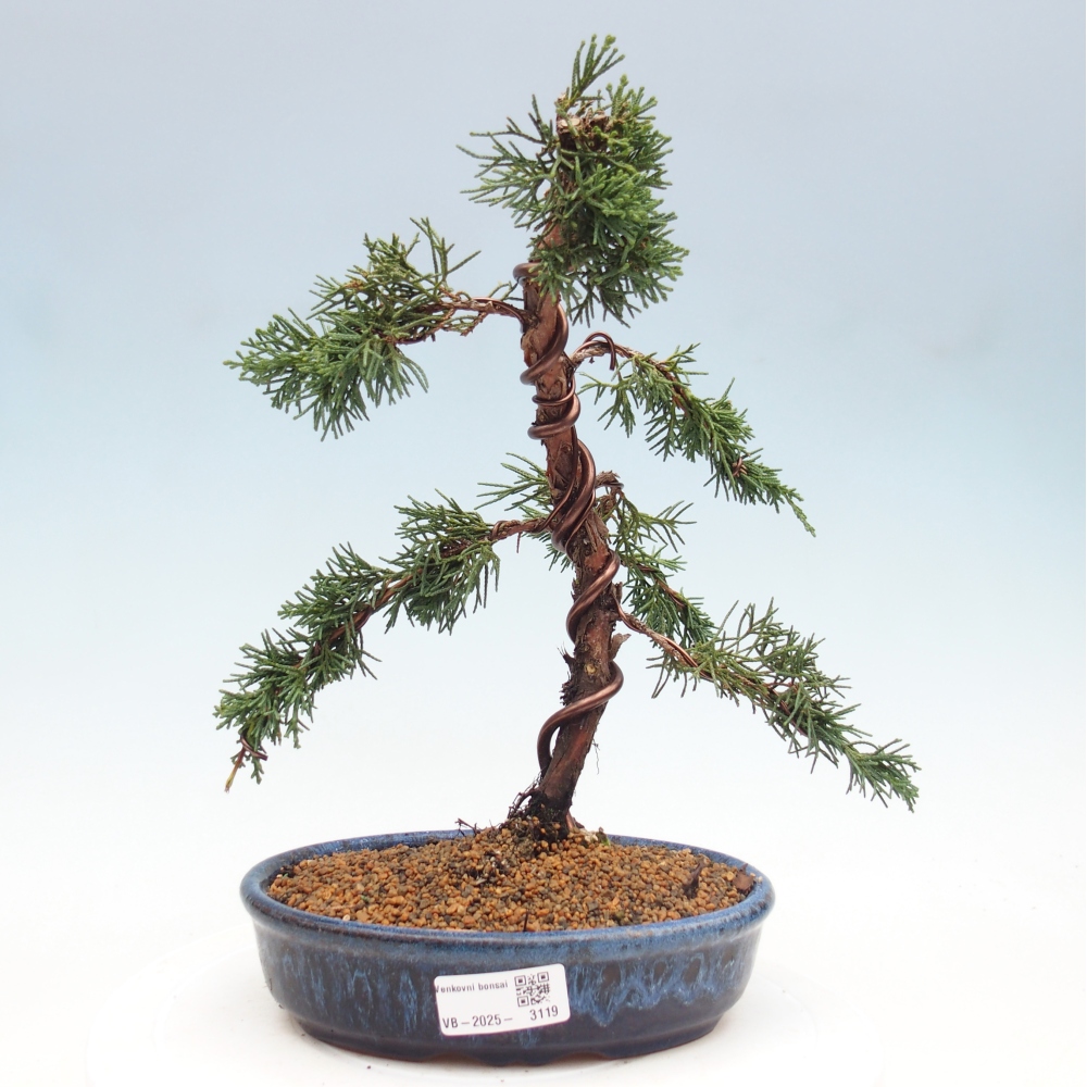 Outdoor bonsai - Juniperus chinensis Kishu - Chinese Juniper