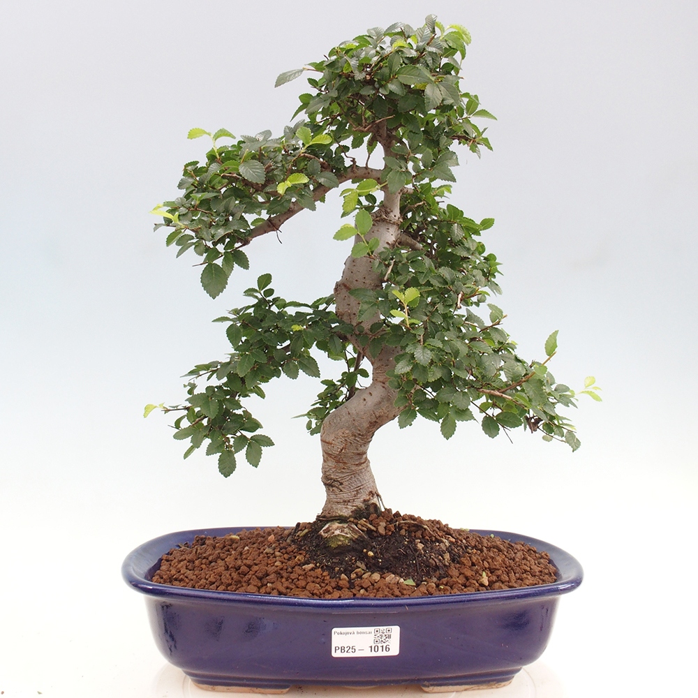 Indoor bonsai - Ulmus parvifolia - Small-leaved elm
