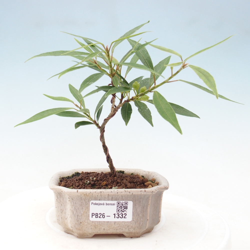 Room bonsai - Ficus nerifolia - small-leaved ficus