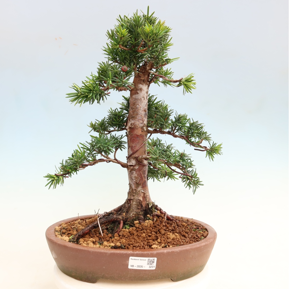 Outdoor Bonsai - Taxus cuspidata  - Japanese Yew