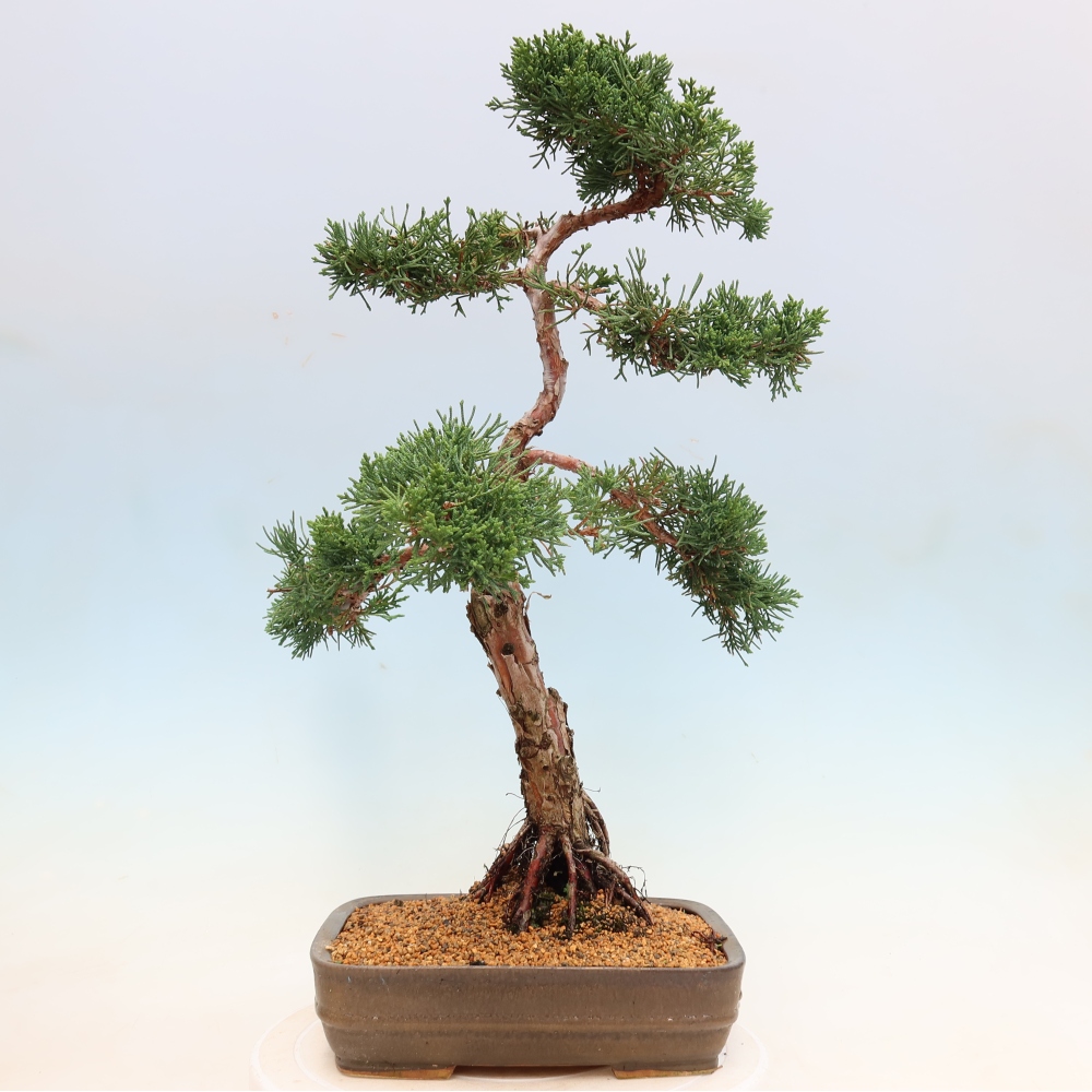 Outdoor bonsai - Juniperus chinensis Kishu