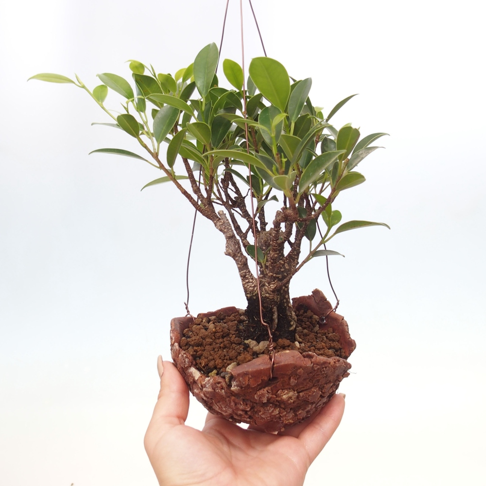 Kokedama in ceramic - small-leaved ficus - Ficus kimmen