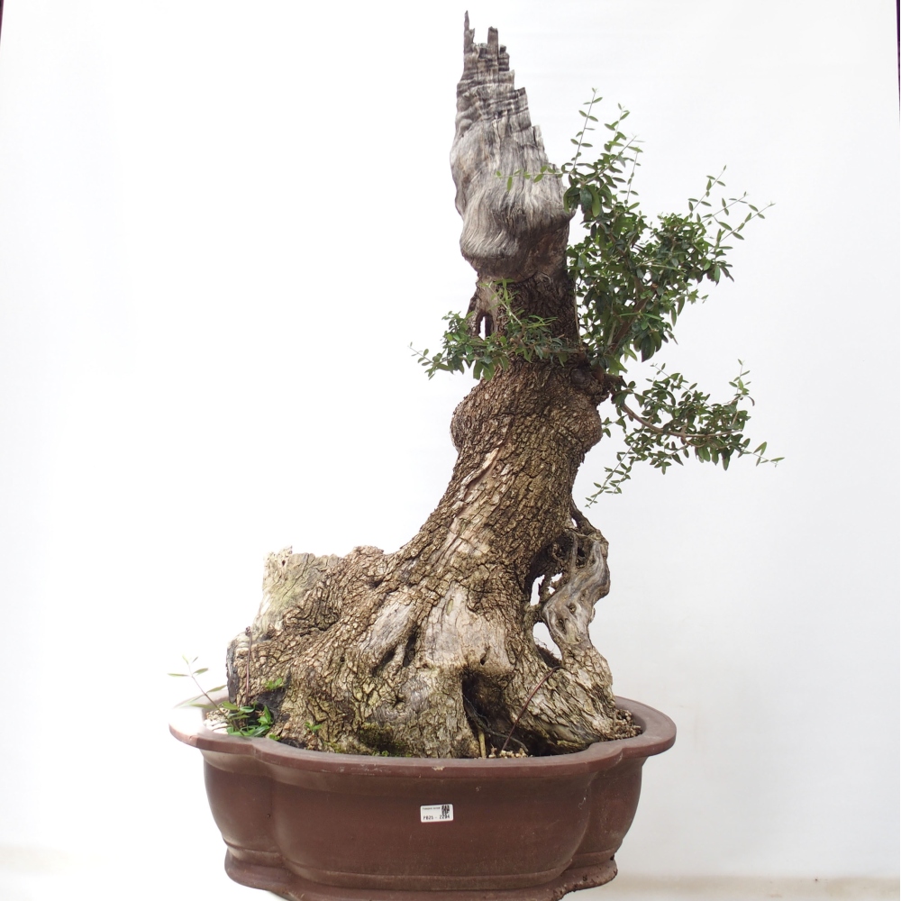 Indoor bonsai - Olea europaea sylvestris - European small-leaved olive oil