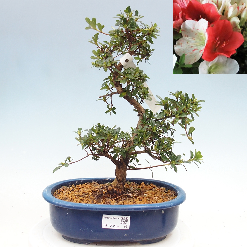 Outdoor bonsai - Japanese azalea - Azalea Asahi-no-izumi