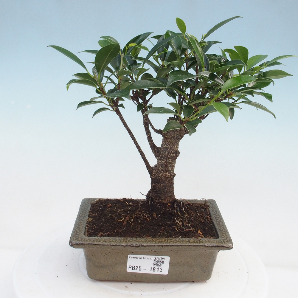 Indoor bonsai - Ficus retusa - small-leaved ficus