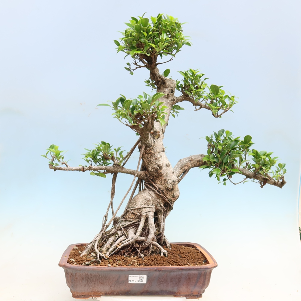 Room bonsai - Ficus kimmen - small-leaved ficus