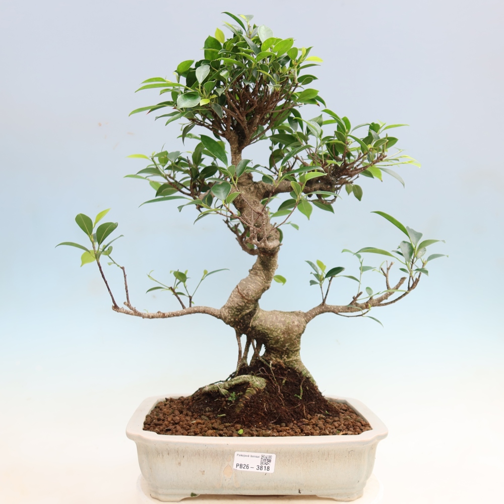 Room bonsai - Ficus kimmen - small-leaved ficus