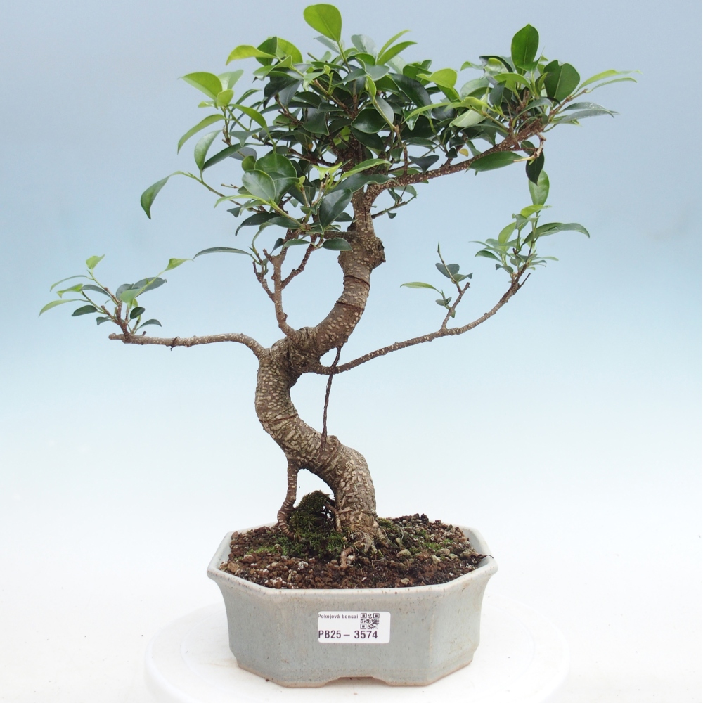 Room bonsai - Ficus retusa - small-leaved ficus