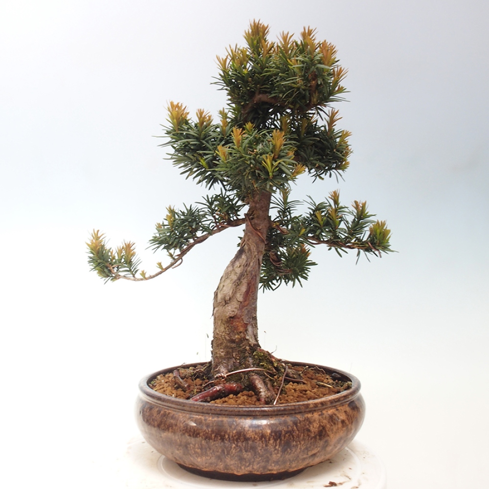 Outdoor bonsai - Taxus cuspidata - Japanese yew