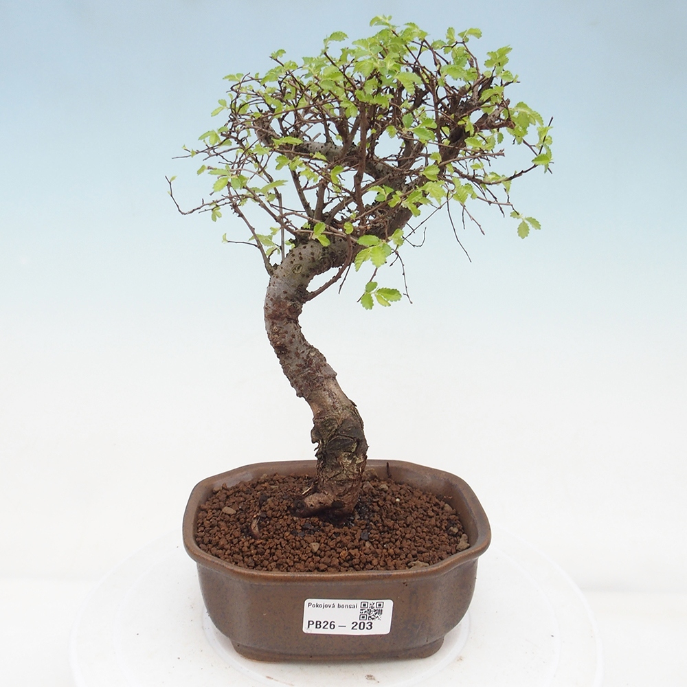 Room bonsai - Ulmus parvifolia - Small-leaved elm