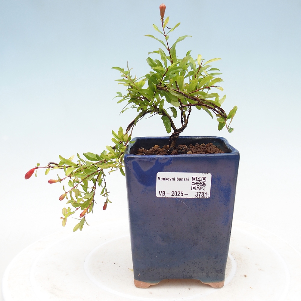 Room bonsai-PUNICA granatum nana-Pomegranate