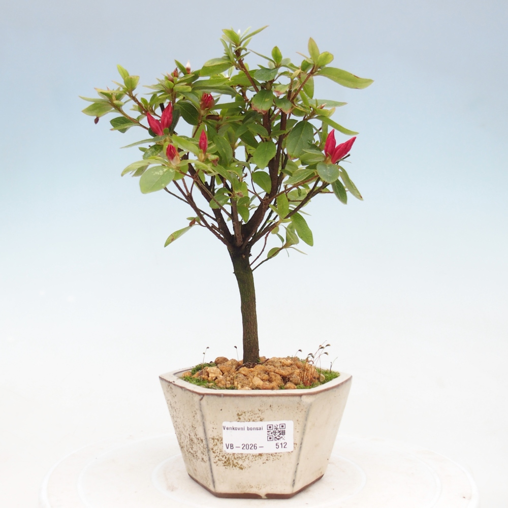 Outdoor bonsai - Japanese azalea - Azalea sp.