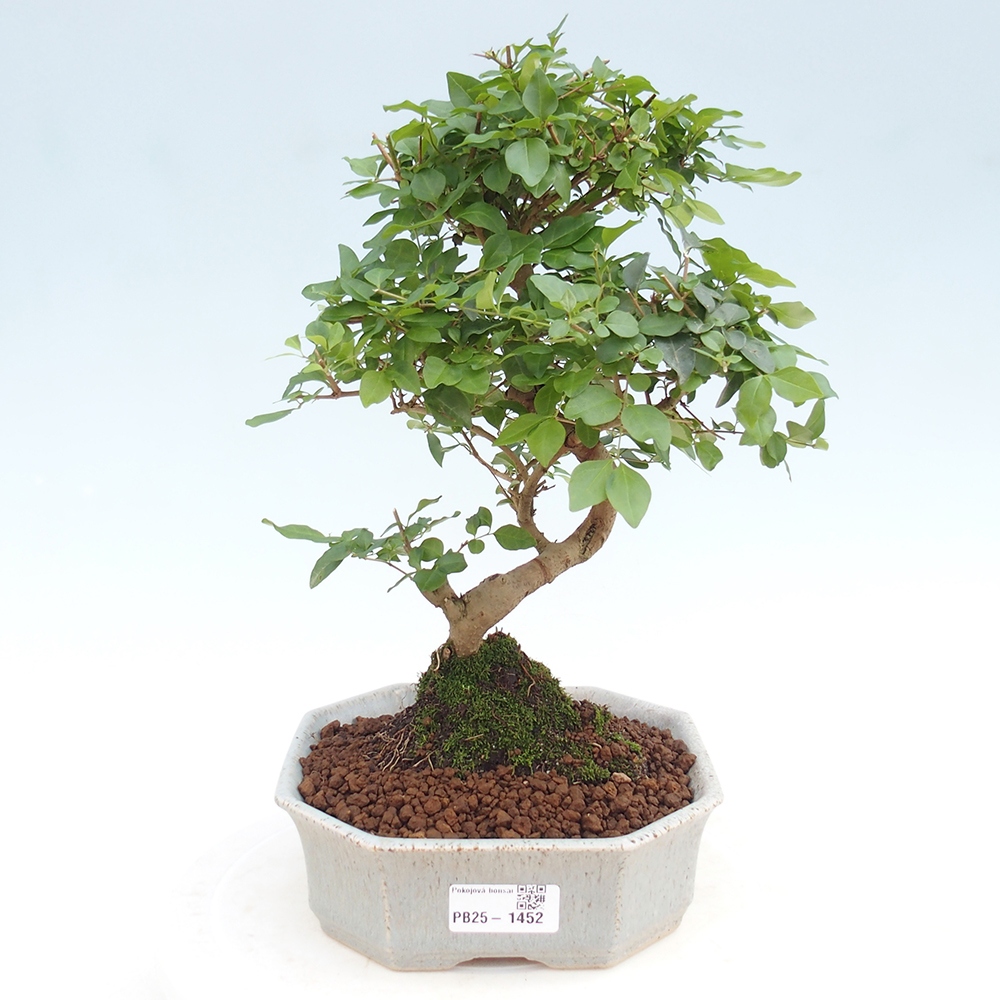 Indoor bonsai -Ligustrum chinensis - Bird's beak