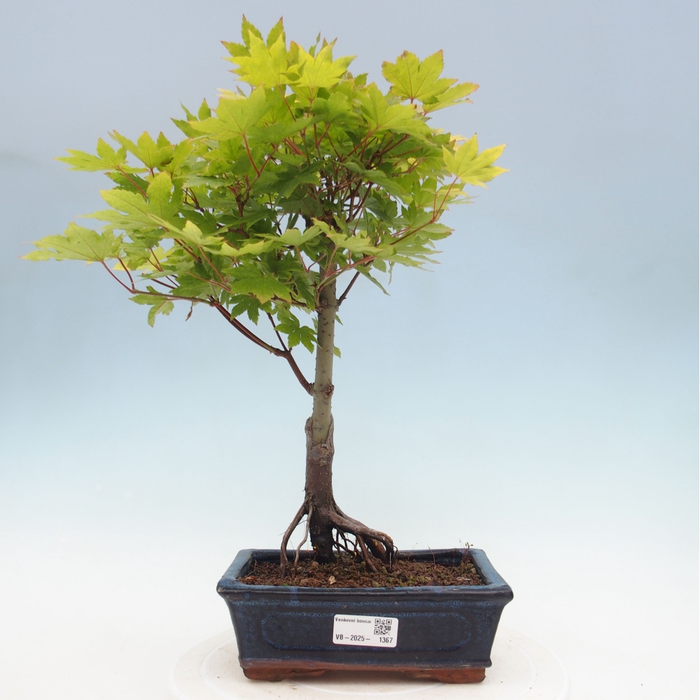 Outdoor bonsai - Maple palmatum katsura GISAN - Maple palmate