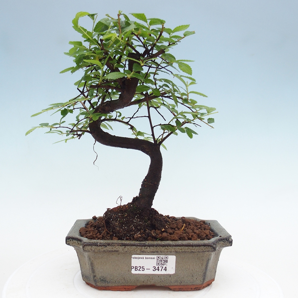Room bonsai - Ulmus parvifolia - Small-leaved elm