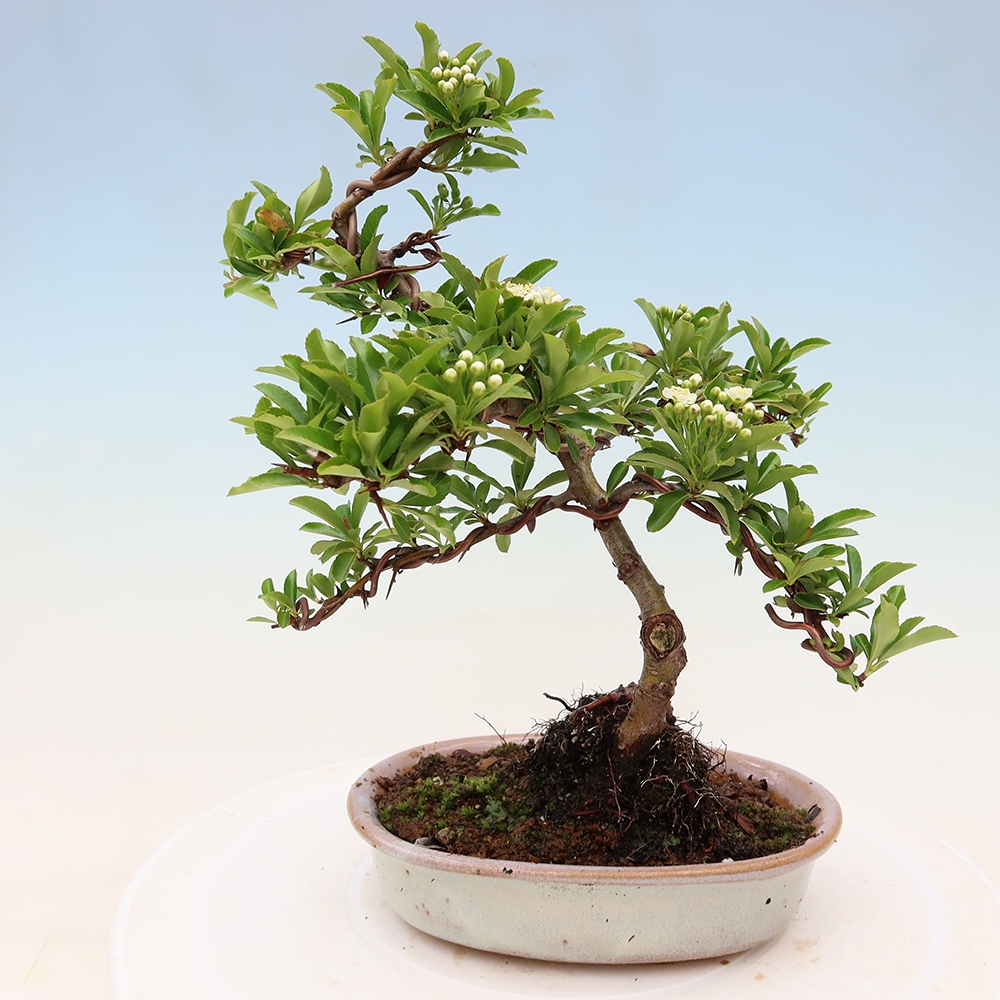 Outdoor Bonsai - Pyracantha teton - Scarlet Firethorn